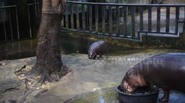 Thailand: Thailand’s pygmy hippo Moo Deng became a global sensation