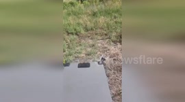 US: Red Fox Kits Reunited with Nature After Rehab