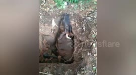 Social organisation saved cow fell into a septic tank in JCB support in central India