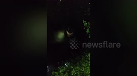 Social organisations saved cow fell into a full of rain water well in village in central India