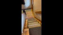 Spoiled 15-Year old rescue pup gets a lift from her devoted dad