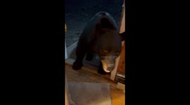 Wild Bear Closes Door and Sits on Command