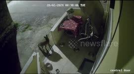 Fearless cats fend off fox attempting to eat their food leaving pet owner shocked