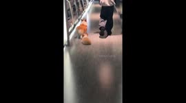 It’s A Puppy Mop