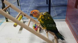 Parrot learns to climb up ladder