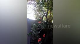 Firefighter rescues tabby cat from tree that digs its claws into saviour after being stuck for several days