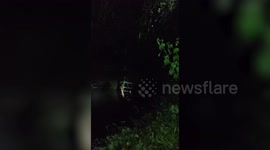 Cow rescued from water-filled well amid heavy rain in central India