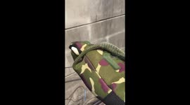 Tree snake lays egg on motorcycle rider's hand