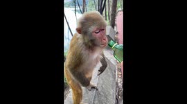 Walker gives monkey a drink of water from bottle
