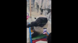 Clumsy panda breaks chair at zoo in China