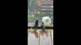 Curious pet budgies interact with pigeon on window ledge