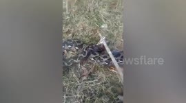 Grandfather, 60, rescued from clutches of python in Indonesia