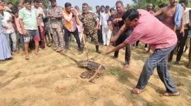 Massive 12-foot python causes panic in central Indian village