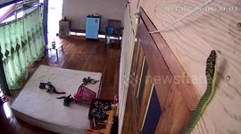 Tree snake slithers around room in front of CCTV