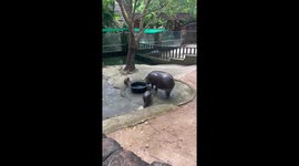 Baby hippo Moo Deng gets bopped on the nose by a monkey
