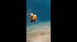 Angry Nemo! Clownfish headbutts mermaid freediver