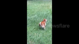 China: A Dog Jumping Around on Grass