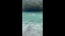 Swimming Boy Mistakes Rock For Croc