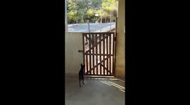 Miniature Pinscher Opens Locked Gate
