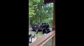 Hungry Black Bear Family Breaks Into Unlocked Car