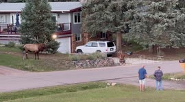 Massive Elk Charges At Passing SUV