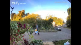 Cheeky brazen theft of my sunflower plant head