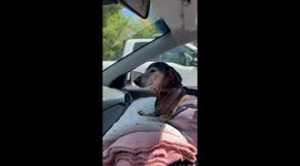 Dachshund Cools Off in the Car