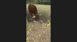Longhorn Cow Munches On Osage Oranges