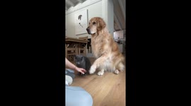 All Paws In