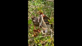 Newly-Hatched Cecropia Moth