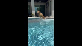 Golden Retriever Won't Stay