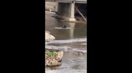 Black Bear Goes Swimming in River