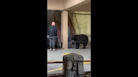 Man Encounters Black Bear in Parking Lot