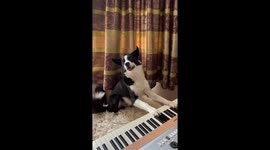 Border Collie Makes Music