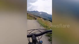 Moment cyclist collides with cow on trail in Austria