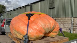 Monster pumpkin weighing over a tonne breaks British record at country show