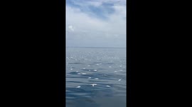 Hundreds of dead fish float in sea in southern Thailand