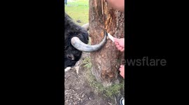 Passerby rescues yak with horn stuck in tree by scraping bark with knife in China
