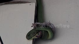 Tree snake battles with gecko and swallows it in front of residents