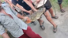 Captured crocodile carried round village in India