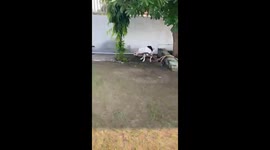 Pit bull saves children by killing cobra found in garden