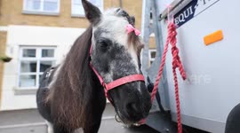 Meet mini ponies touring hospitals and schools to give therapeutic cuddles