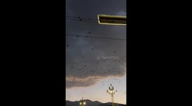 Flock of crows line up on power lines under dark sky in western China