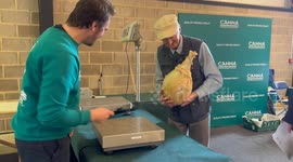 Giant veg on display at the Malvern Autumn Show