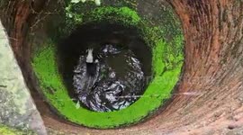 Local rescuers save cow from well near temple in central India