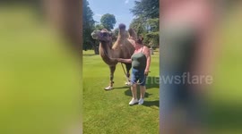 Cobbler hand-makes unique shoes for a camel struggling to walk