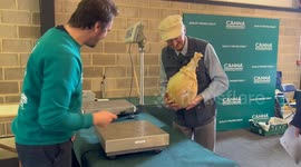 Giant veg on display at the Malvern Autumn Show