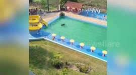 Brazil: Buffalo Takes A Dip In Pool During Heatwave