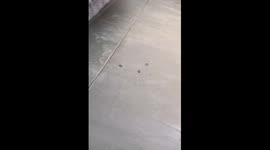 Cat walks on freshly done floor, leaves paw prints in Rosario, Argentina