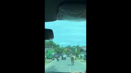 Runaway cow blocks Ttraffic in Bukittinggi, Indonesia